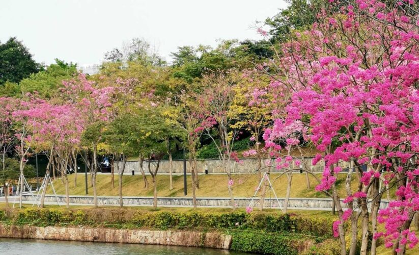 深圳 | 周末超絕拍照打卡吸氧的公園，大自然的二十分鐘效應，感受大自然的擁抱