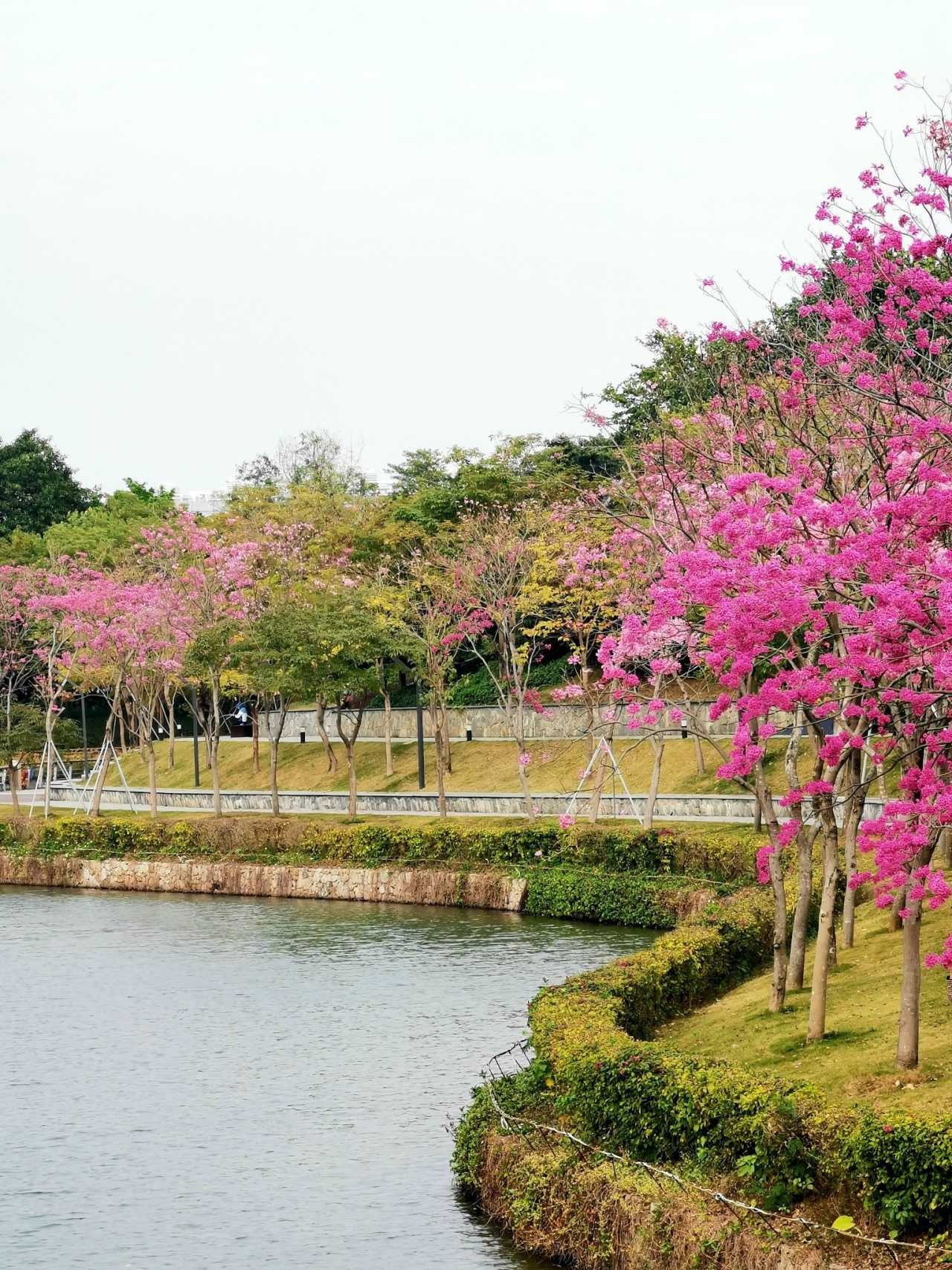 深圳 | 周末超絕拍照打卡吸氧的公園，大自然的二十分鐘效應，感受大自然的擁抱