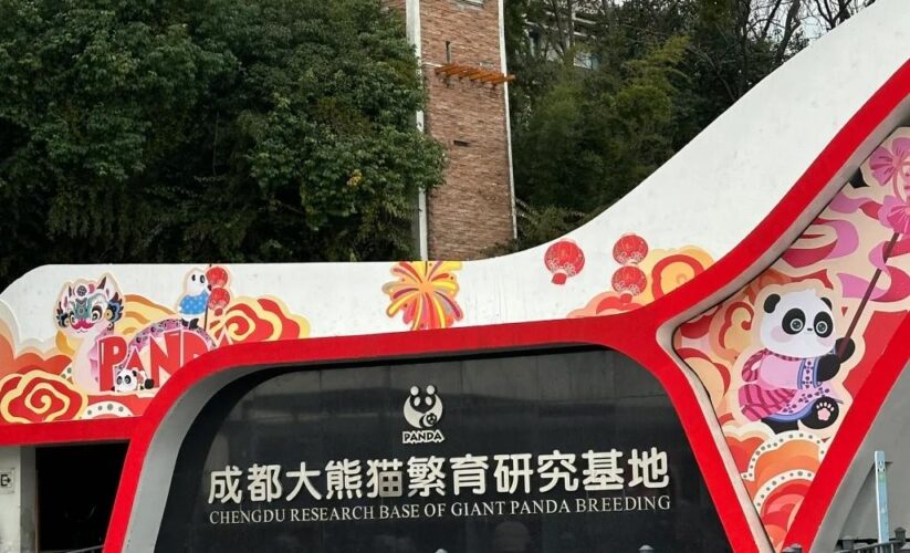 收藏⭐️成都大熊貓基地超詳細攻略！限定治愈，每只熊貓都有專屬 「萌點」等你來解鎖~