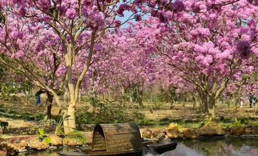 誰說廣東沒有冬天的浪漫？江門綠美生態園的紫花風鈴全開了！漫山遍野的粉紫花海，承包整個冬日的溫柔與驚艷