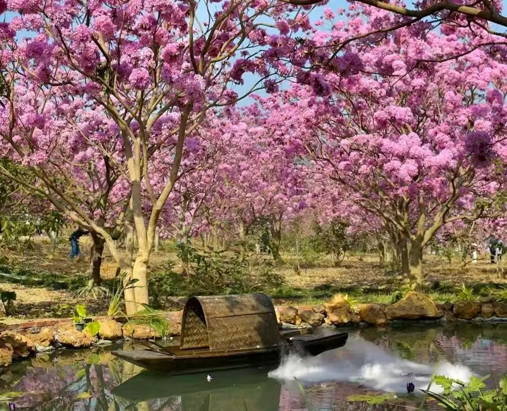 誰說廣東沒有冬天的浪漫？江門綠美生態園的紫花風鈴全開了！漫山遍野的粉紫花海，承包整個冬日的溫柔與驚艷