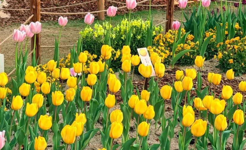 美到失語的深圳仙湖植物園郁金香花展來啦🌷遍地的花兒滿滿的生命力，趁著花期正盛，趕緊來打卡吧！