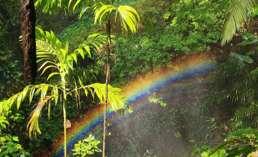 周末不想跑太遠，又想親近大自然？📍深圳南山【青青世界｜深圳小森林】仿佛置身熱帶雨林的天然氧吧